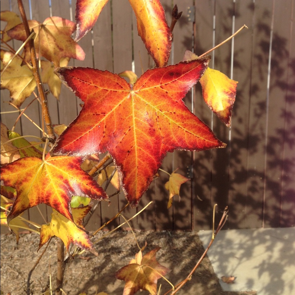 Meet your Posher, Silvia